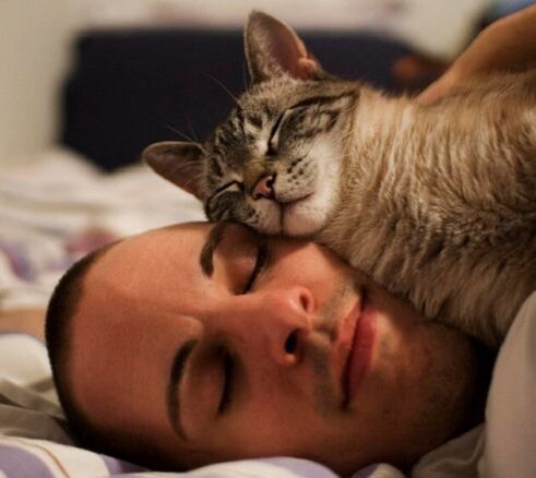 与猫睡觉是寄生虫感染的原因